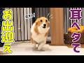 ママが帰ってきた！2日ぶりの再会で大喜びするコーギー