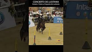 CONCIERTO DE LUSITANIA 2009 HIJO DE EXTASIS #pasofino #shortsvideo #horse