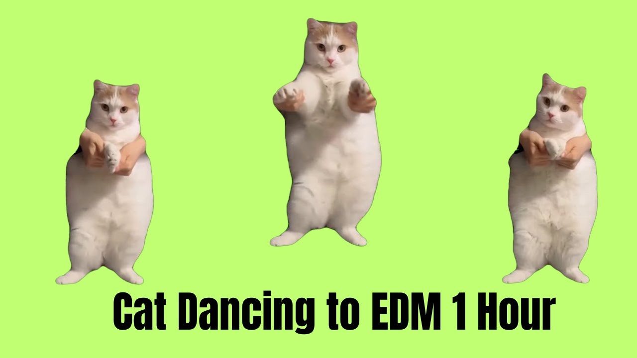 Cat Dancing to EDM 1 Hour