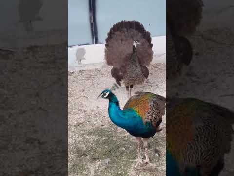انثى الطاووس تتباهى بذيلها شماتة بالذكر.😆