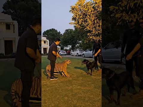 Dog Wants to Fight with Bengal Tiger | Nouman Hassan |