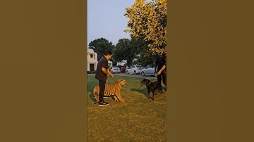 Thumbnail of Dog Wants to Fight with Bengal Tiger | Nouman Hassan |