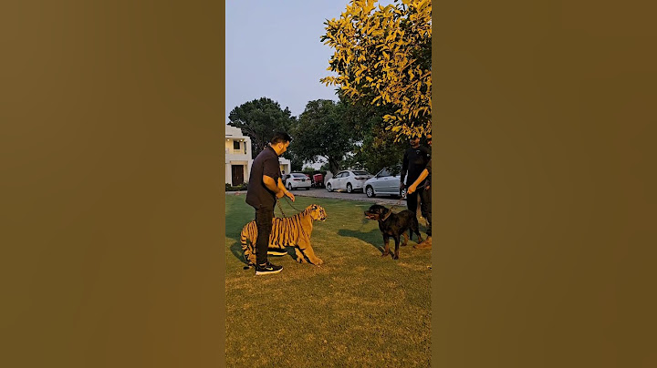 Dog Wants to Fight with Bengal Tiger | Nouman Hassan |