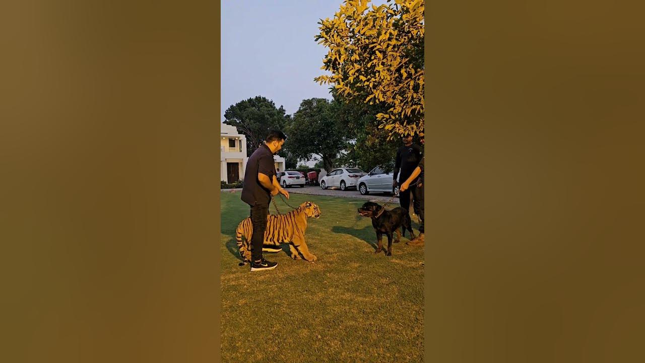Dog Wants to Fight with Bengal Tiger | Nouman Hassan |