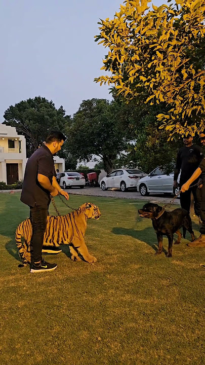 Dog Wants to Fight with Bengal Tiger | Nouman Hassan |