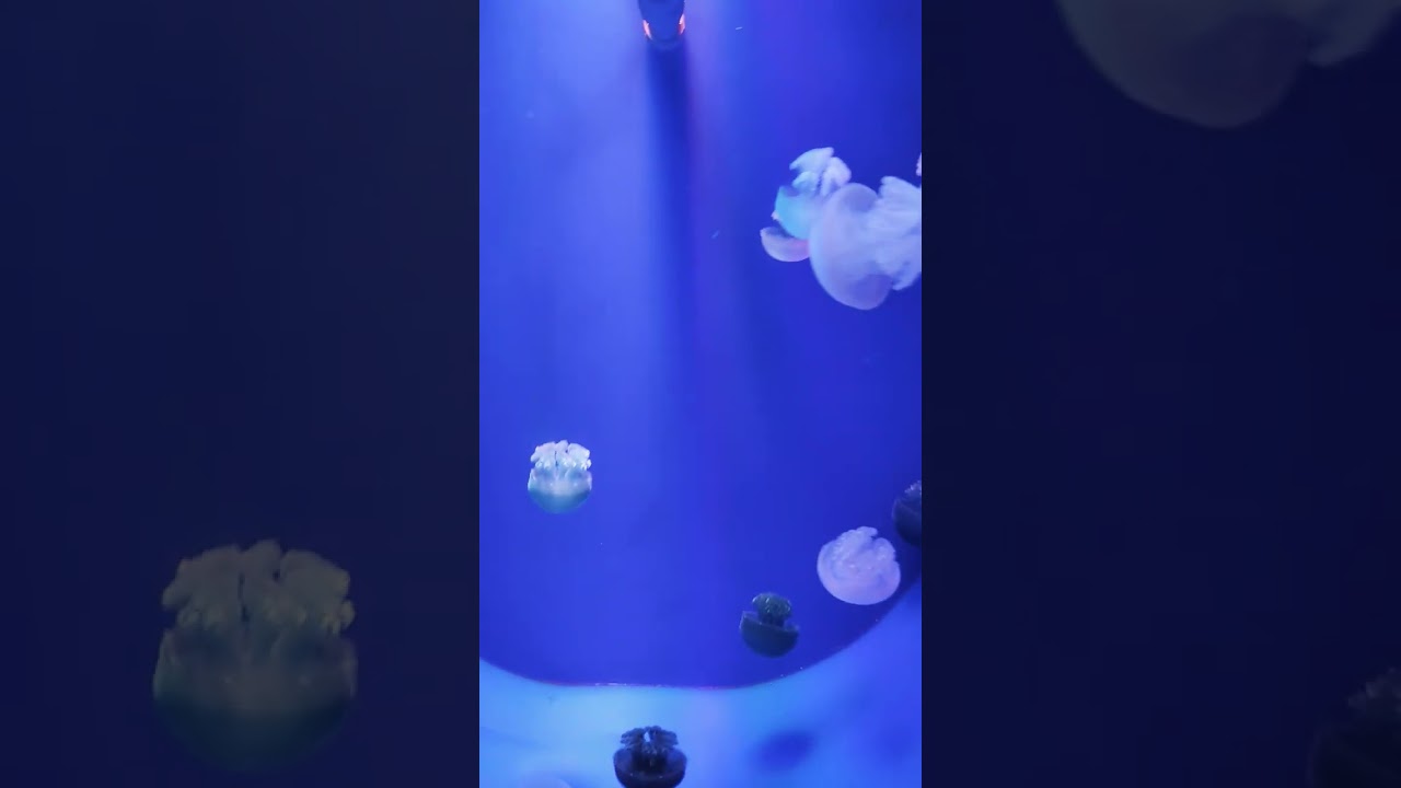 Медузы. Аквариум в Сеуле, КоЭкс, Корея. Jellyfish. Aquarium in Seoul, CoEx, Korea.