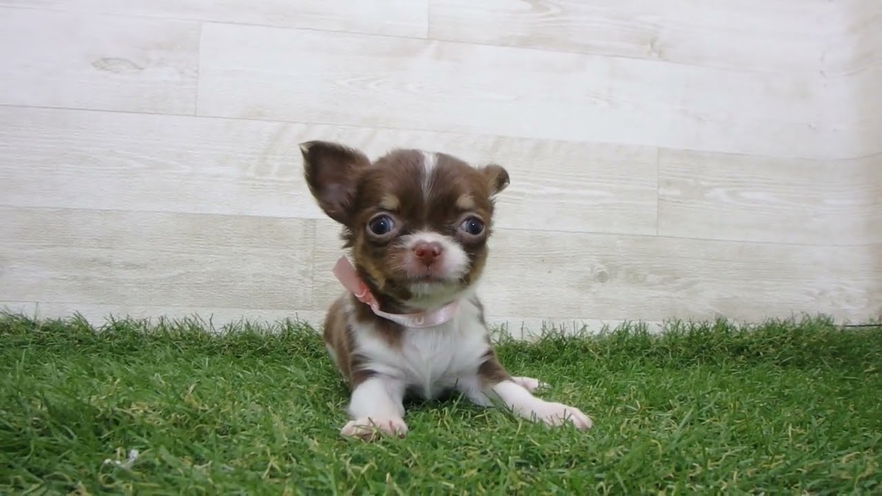 チワワ Coo&RIKU No.00743851 チワワ（ロングコート） - YouTube