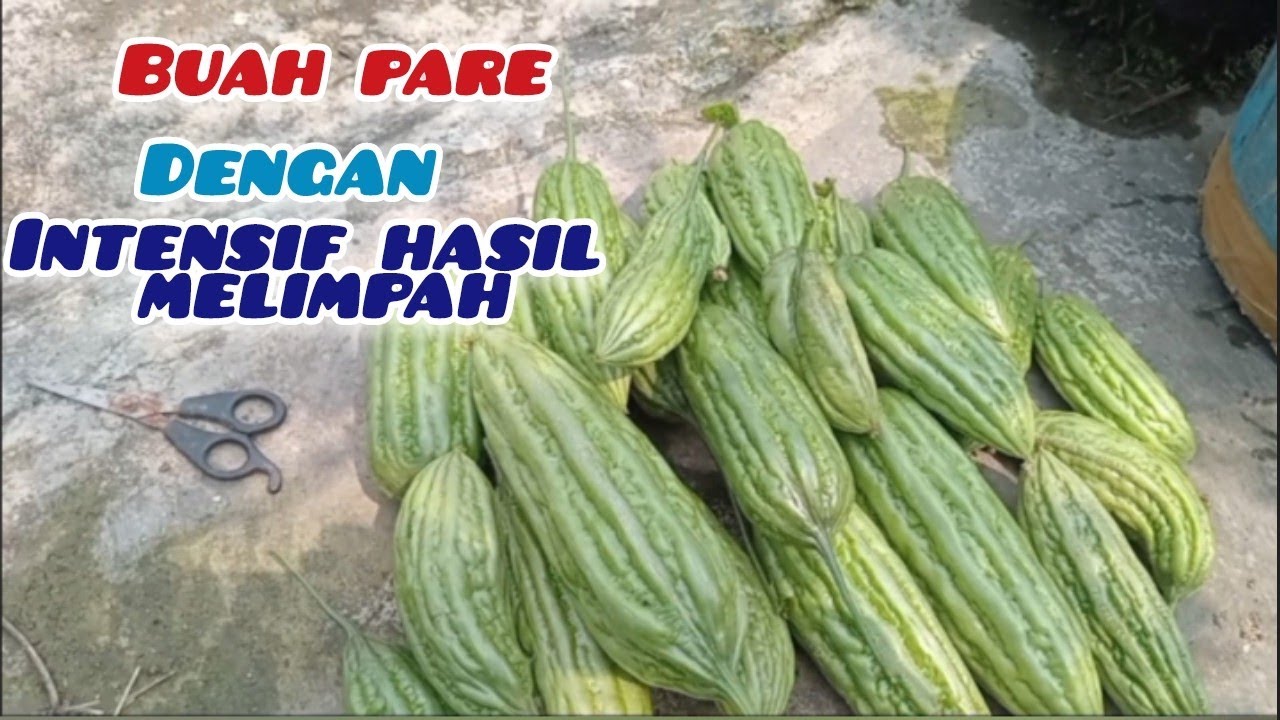 BUAH PARE TETAP BERBUAH LEBAT ‼️DI PERKEBUNAN ATAU DI POLIY BAG