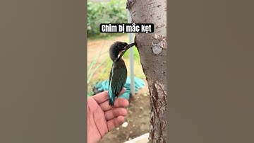 Chim Bị Mắc Kẹt Trên Cây 😭