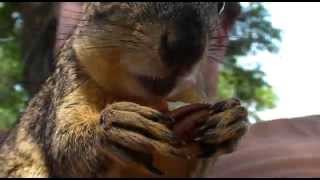 Nibbler Squirrel Sittin on my fat belly
After 5 weeks away, Nibbler comes to say hello to me. Nibbler Squirrel Sittin on my fat belly