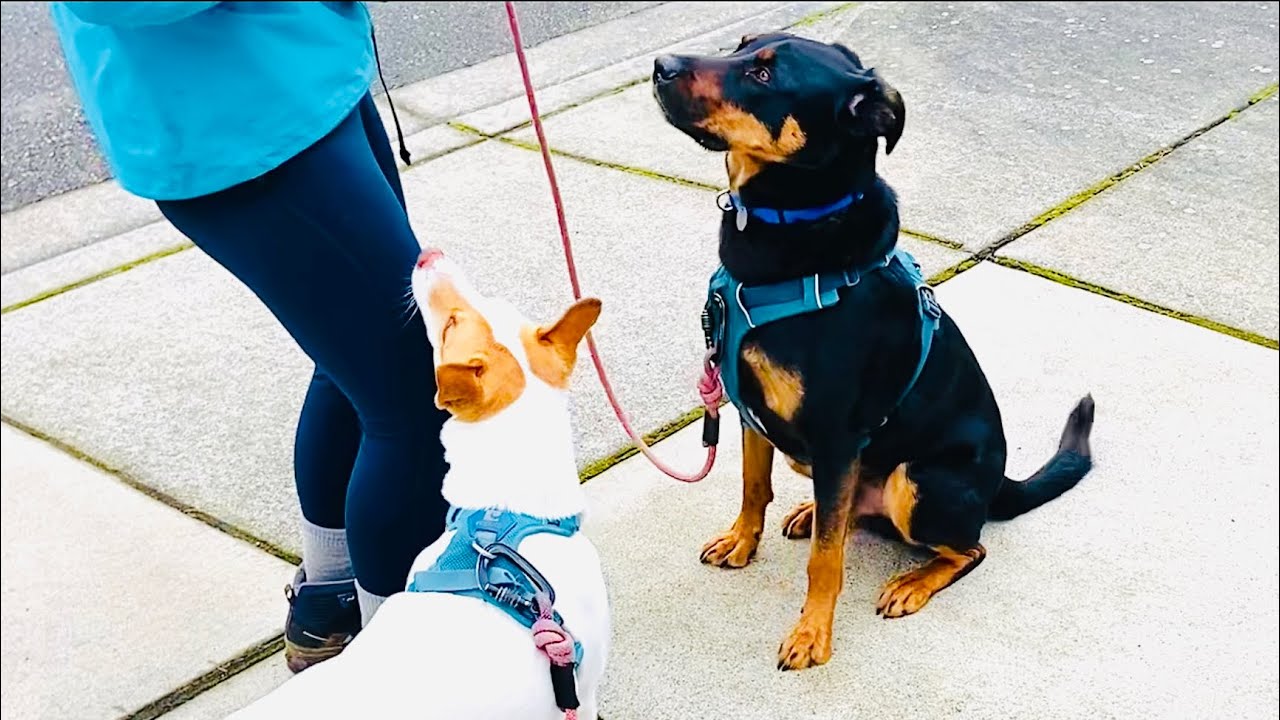 Foster Journey: He Had His First Meet & Greet! Positive Reinforcement Training w/ Dog Reactive Koa
