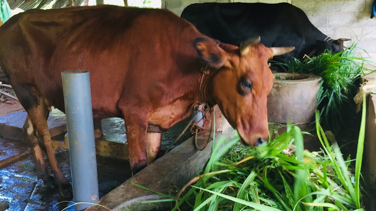 Cattle management - cow farming village - co3 grass  (sri lanka)