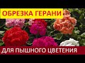 ПЕЛАРГОНИЯ (ГЕРАНЬ) БУДЕТ ПЫШНЫМ КУСТОМ сделайте так для пышного цветения герани