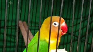 Download Lagu MASTERAN LOVEBIRD!! full Jozz MP3 Download Lagu MASTERAN LOVEBIRD!! full Jozz MP3