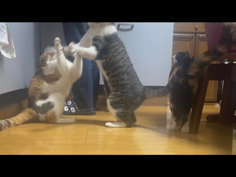 猫警察24時案件。/Cats skirmish .