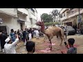 Qurbani 2k18