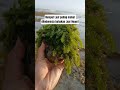 Rumput Laut paling mahal diindonesia bahakan Luar Negeri #shorts #short #viral