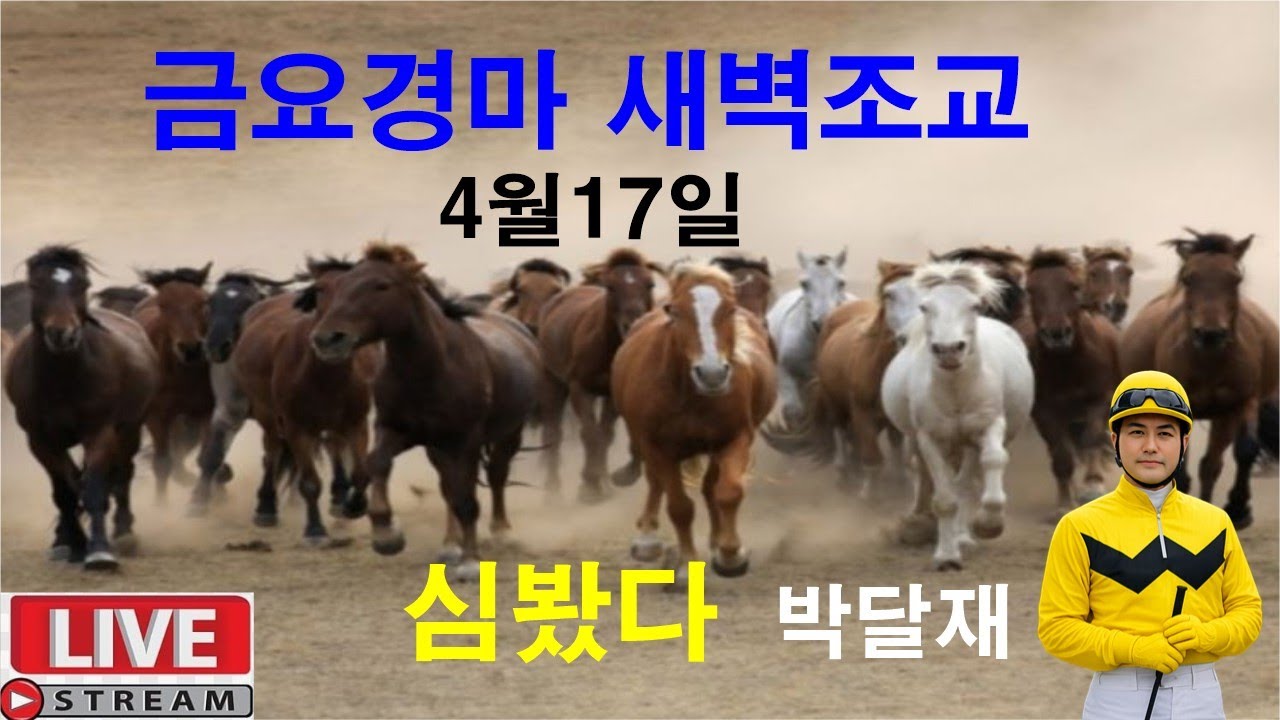 4월17일 금요경마  새벽조교 분석방송 경마예상 추천마번 복병마  온종일 라이브 방송 경마장 심마니 박달재 서울경마 부경경마 제주경마 경주분석 추천마번 예상방송 박달재