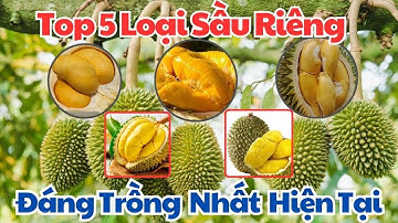 Top 5 Loại Sầu Riêng  Đáng Trồng Năm 2025