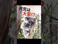 まっっったり時間のコアラ親子(/&omega;\)A koala parent and child at a leisurely time. #animals #コアラ #癒し