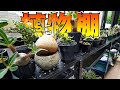 【植物沼】珍奇植物を最高に管理できるおしゃれな植物棚はこちら【アガベ】【パキポディウム】