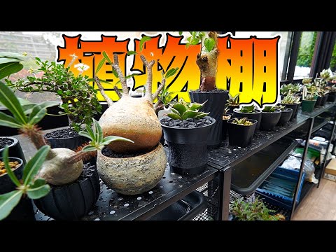 Plant Swamp] Here's a stylish plant shelf that will help you