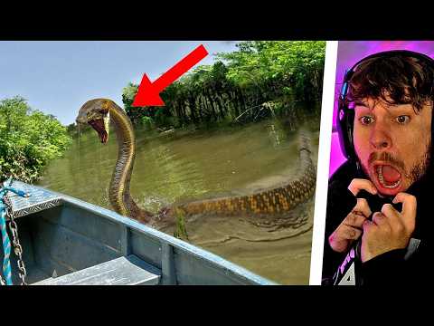 35 SCHRECKLICHSTE Kreaturen Im Amazonas Regenwald