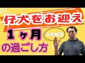 【子犬】お迎えから１ヶ月までの過ごし方を完全解説！