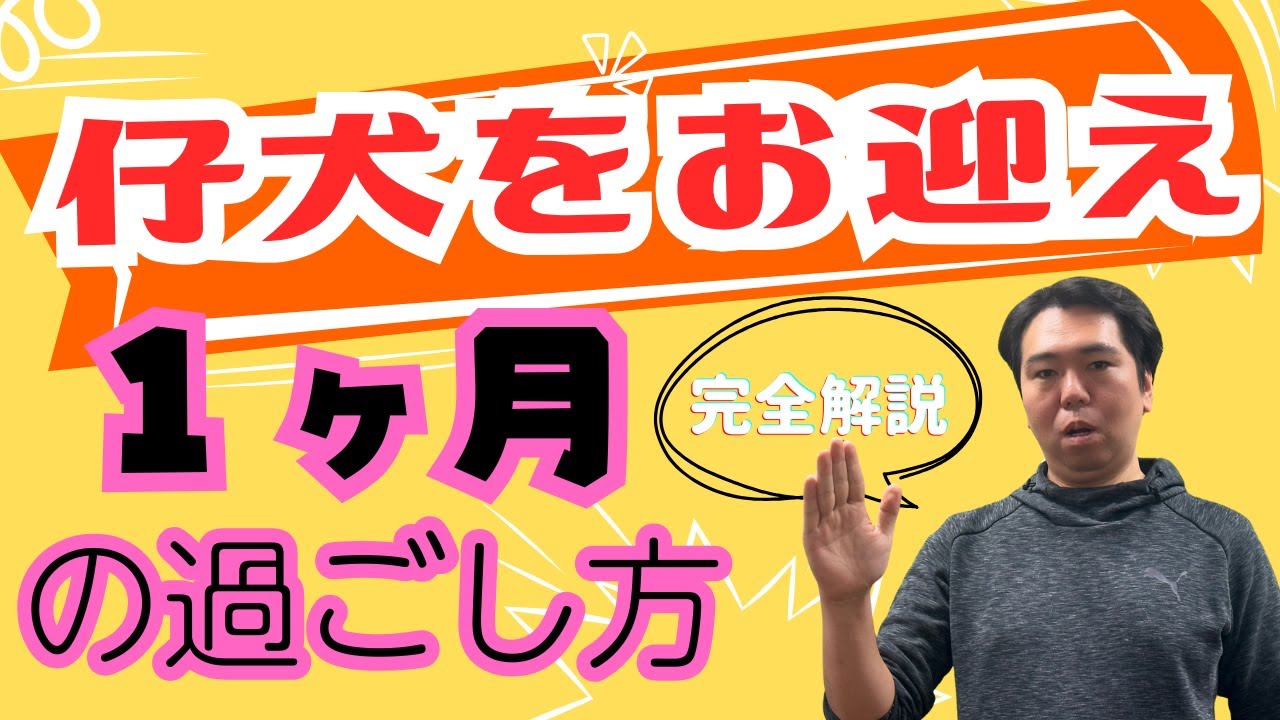 【子犬】お迎えから１ヶ月までの過ごし方を完全解説！
