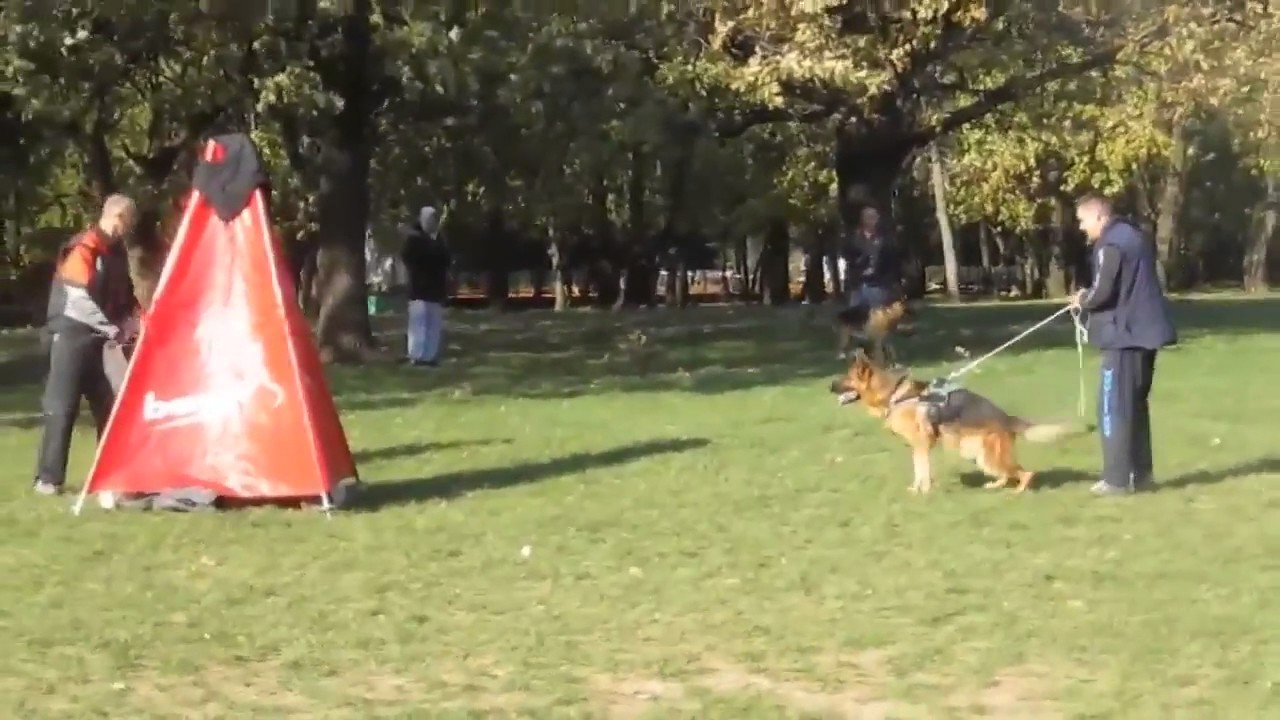 Cane Corso Vs Rottweiler Vs Malinois Vs German Shepherd Bitework Protection Training