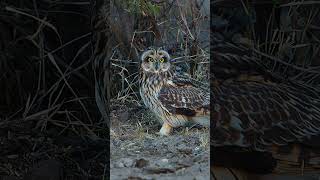 facts about owl ###shorts##viral##factzone hindi