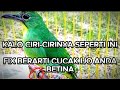 CIRI-CIRI CUCAK IJO BETINA