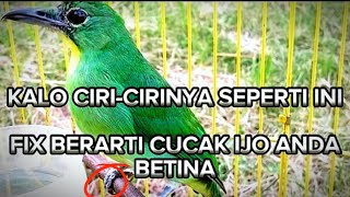 CIRI-CIRI CUCAK IJO BETINA