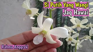 ANGGREK JADUL JAQ HAWAI, Dendrobium Putih Yang Wangi #anggrekjadul #orchid #rahmaanggrek