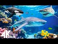 Aquarium 4K VIDEO (ULTRA HD) - Relaxing Music to Relieve Stress, Anxiety  with coral reefs 🐬🐬