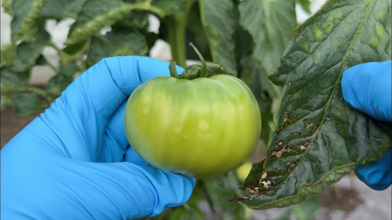 【トマト栽培】トマトに多い病気、灰色かび病の原因と対処法　25/6/4