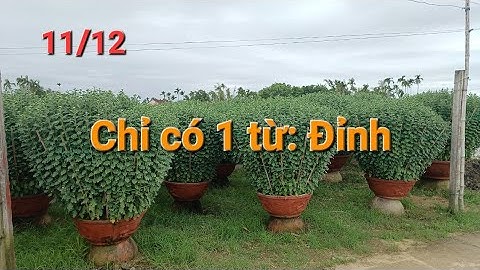 Anh em rửa mắt xem cúc pha lê Quảng Ngãi to cỡ nào