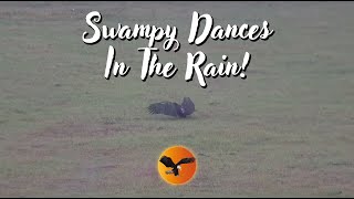 Swampy Dances In The Rain | Eagle Country Bald Eagles