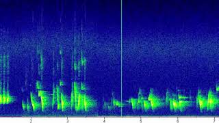 Omao Raven Vocalizations