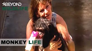 S1E11 | Rescuing A Chimp In Mexico | Monkey Life | Beyond Wildlife