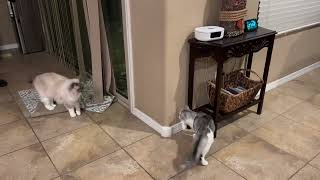 Playful Kitten by Cute Cat Corner 8,238 views 1 year ago 47 seconds