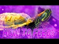 How often to Feed the Red-Eared Turtle?