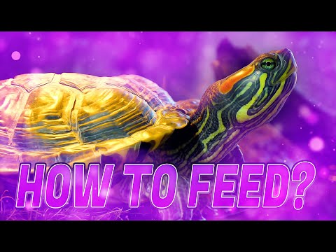 How often to Feed the Red-Eared Turtle?