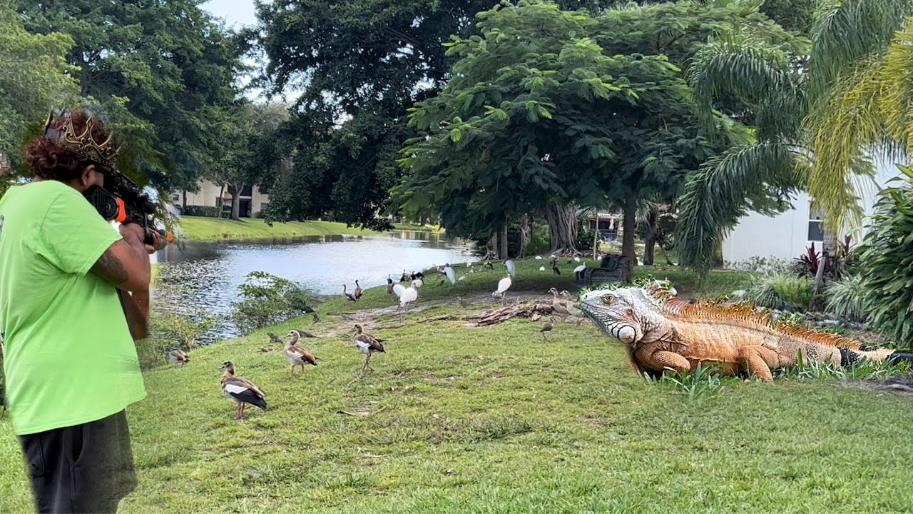Огромные оранжевые игуаны захватили птичий заповедник! Наняты, чтобы их убрать.