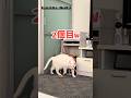 #自分でおもちゃを準備し待つ猫 #猫 #猫のいる暮らし #cat