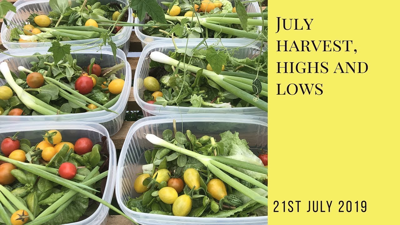 July allotment harvest, highs and lows!