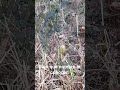 fruto estraño