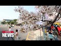 Cherry blossom season finally blooms on Seoul&#39;s Yeouido