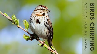 Birds Singing - Stunning Nature, Stress Relief, Relaxing Birds Sound, Soothing Birds Chirping