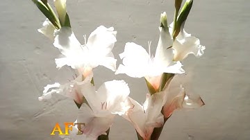 Science experiments for kids || Color changing flower experiment ||